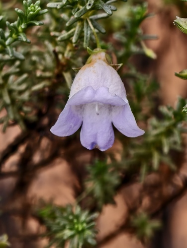 Eremophila exilifolia (Eremophila exilifolia)