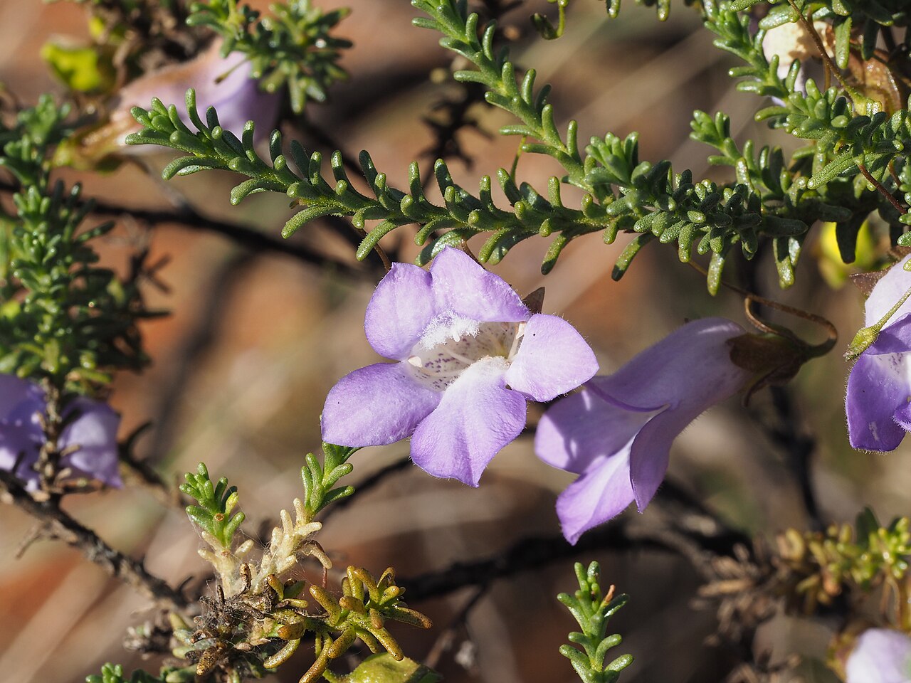 Eremophila exilifolia: Leaves and flowers of Eremophila exilifolia