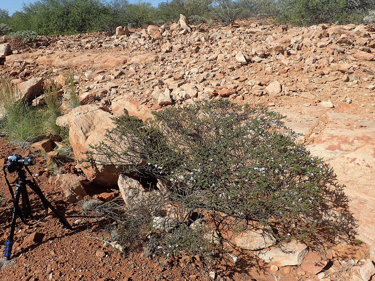 Eremophila exilifolia: Eremophila exilifolia growing 7km east of Dairy Creek