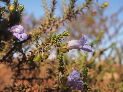 Eremophila exilifolia (Eremophila exilifolia)