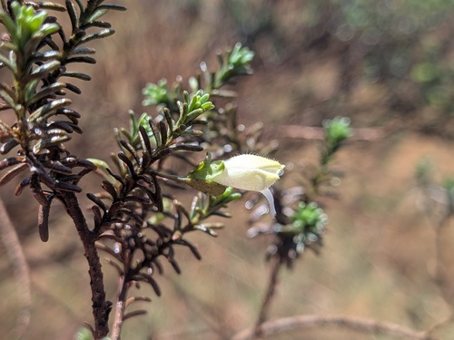 Eremophila exilifolia (Eremophila exilifolia)