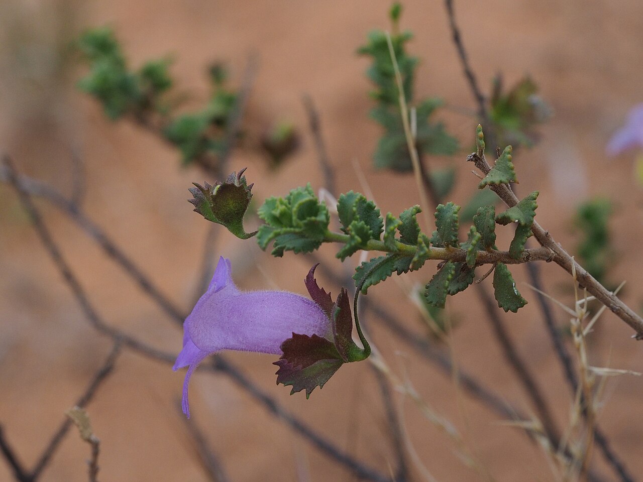 Eremophila flabellata: Eremophila flabellata leaves and flowers
