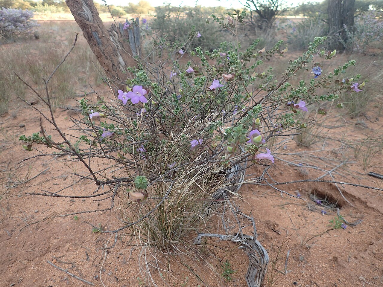 Eremophila flabellata: Eremophila flabellata growing 15km east of Meekatharra