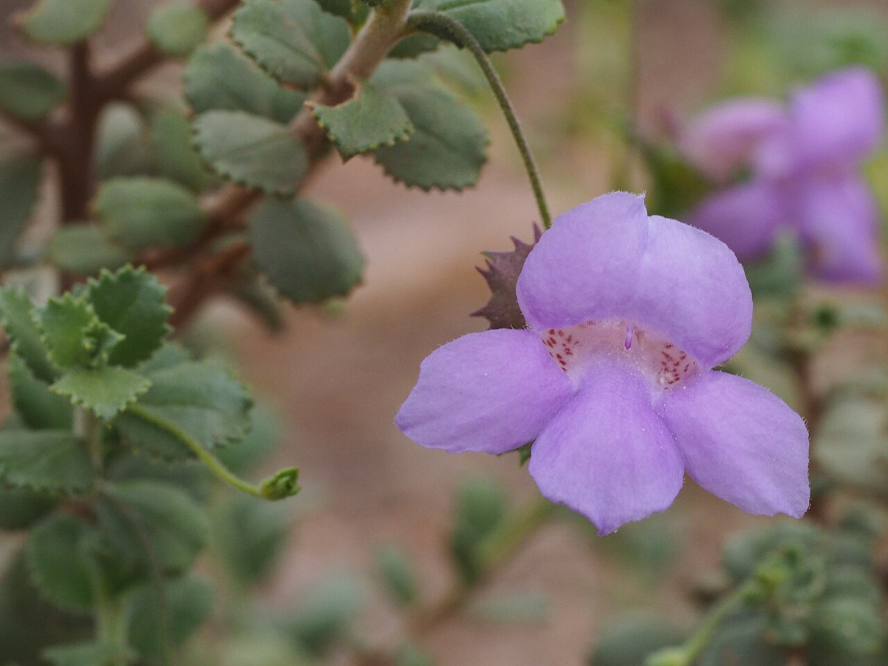 Eremophila flabellata: Eremophila flabellata showing inside floral tube