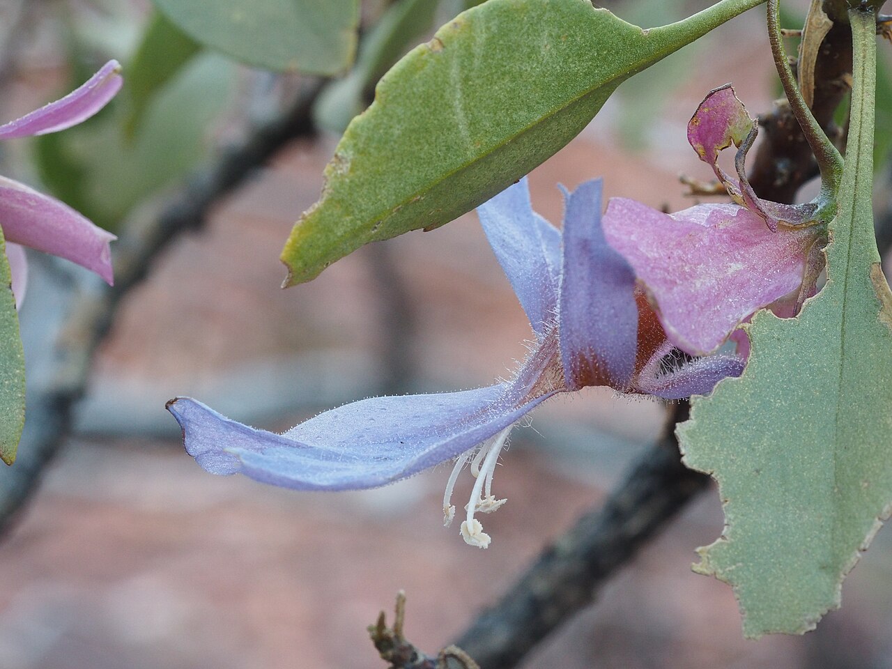 Eremophila flaccida: Eremophila flaccida flaccida growing in "The Pound" at Mount Augustus