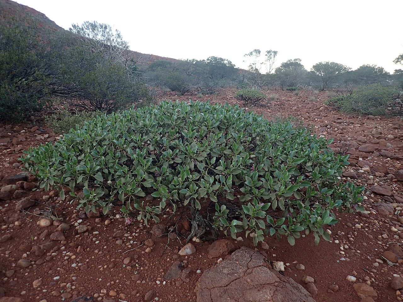 Eremophila flaccida: Eremophila flaccida flaccida growing in "The Pound" at Mount Augustus