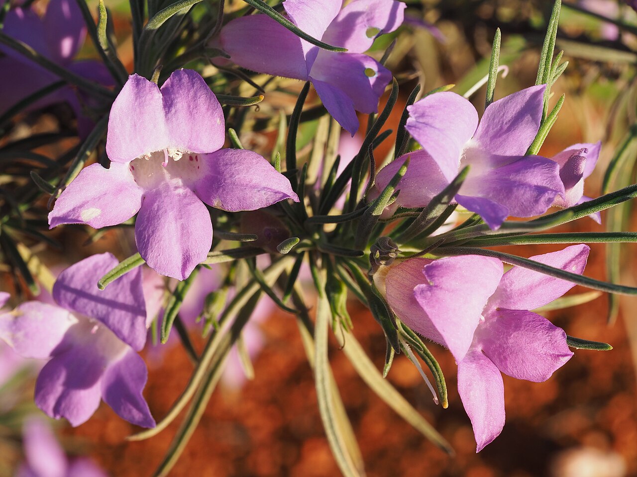 Eremophila foliosissima: Eremophila foliosissima growing near the Great Northern Highway, 3km south of the Middle Gascoyne River bridge