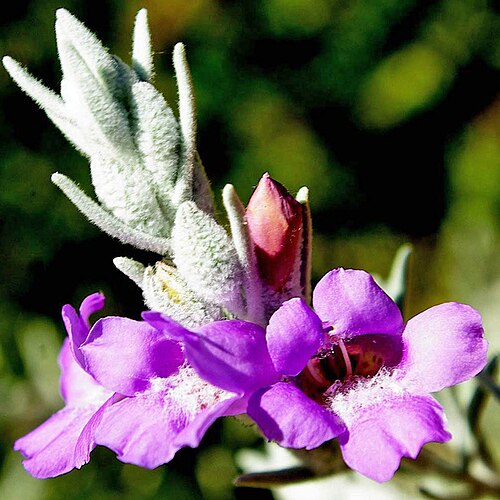 Eremophila foliosissima: Eremophila foliosissima flower