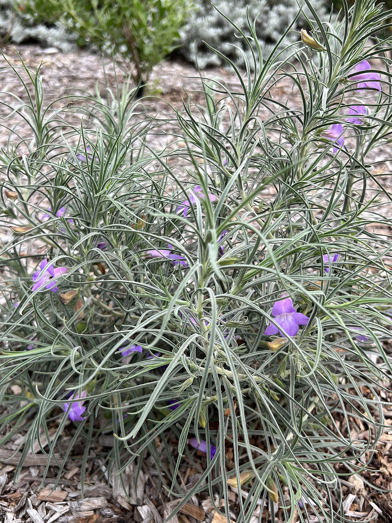 Eremophila foliosissima: Eremophila foliosissima labelled, cultivated plant growing in