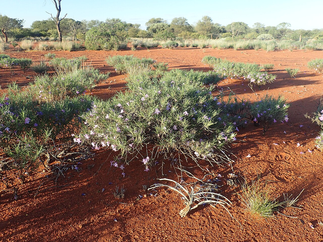 Eremophila foliosissima: Eremophila foliosissima growing near the Great Northern Highway, 3km south of the Middle Gascoyne River bridge