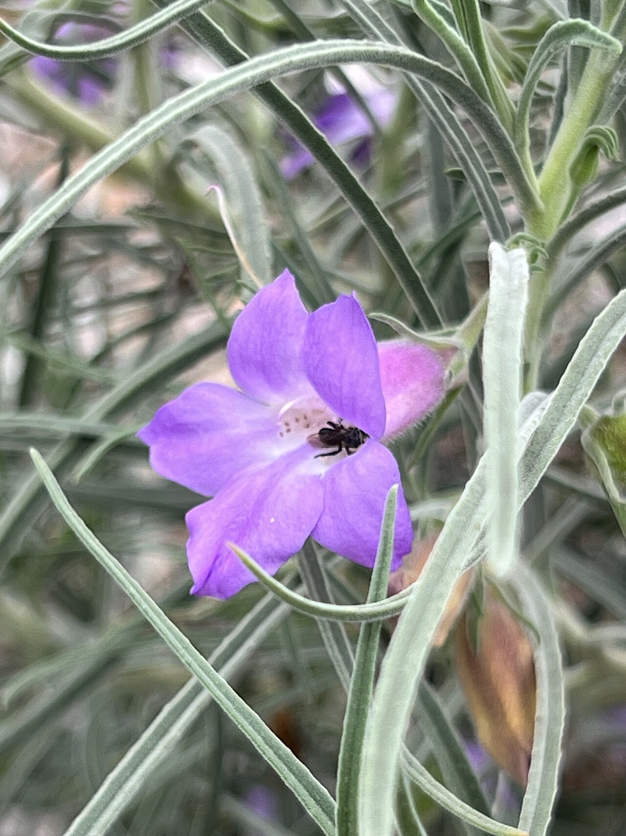 Eremophila foliosissima: Eremophila foliosissima labelled, cultivated plant growing in