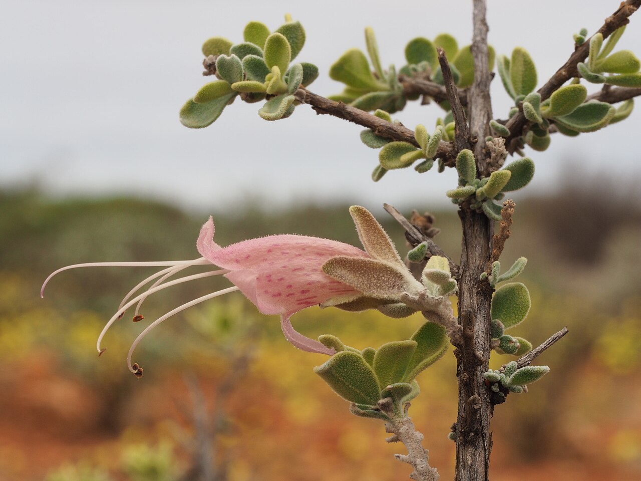 Eremophila forrestii: Comparison of Eremophila forrestii subspecies