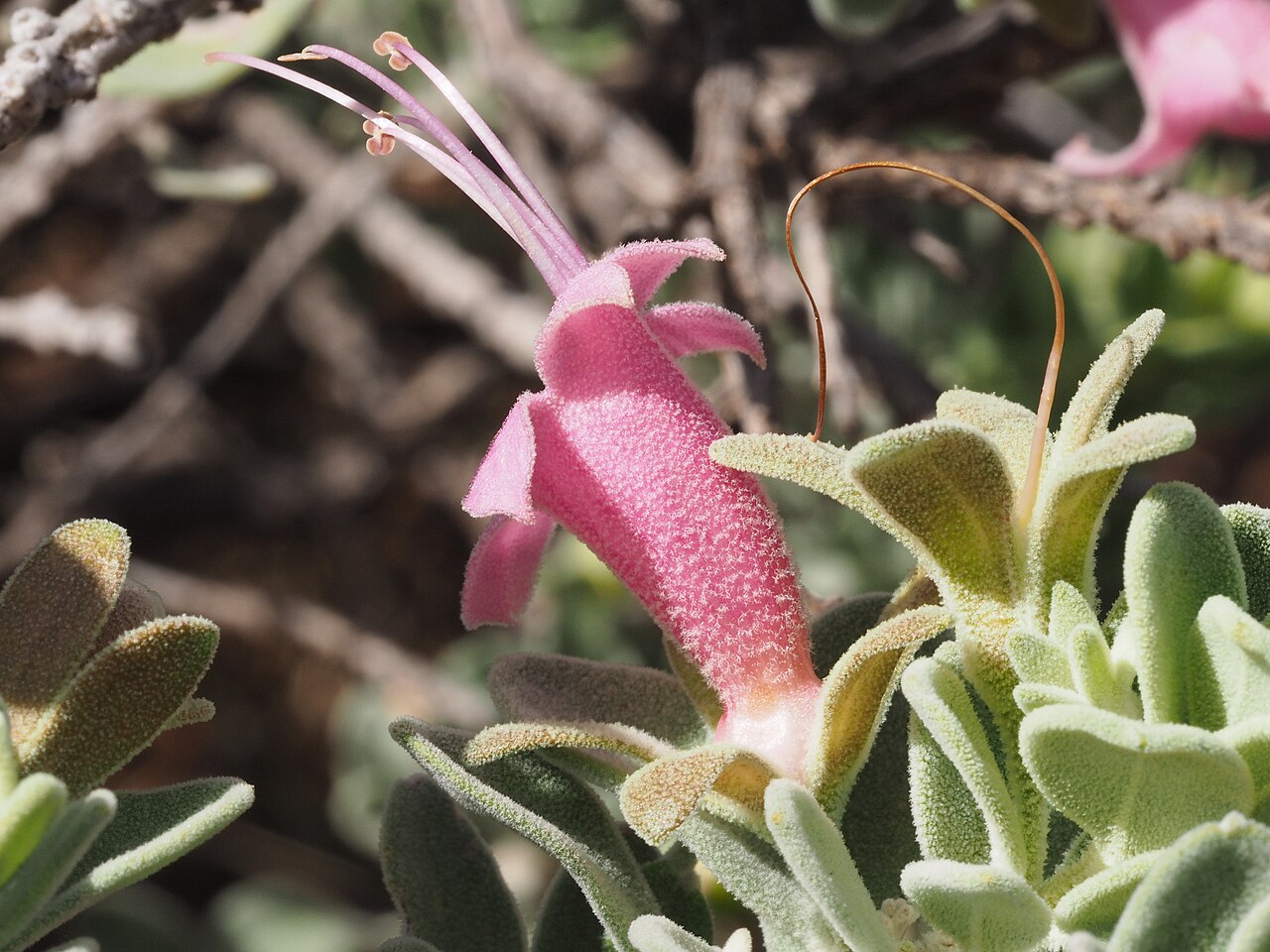 Eremophila forrestii: Comparison of Eremophila forrestii subspecies