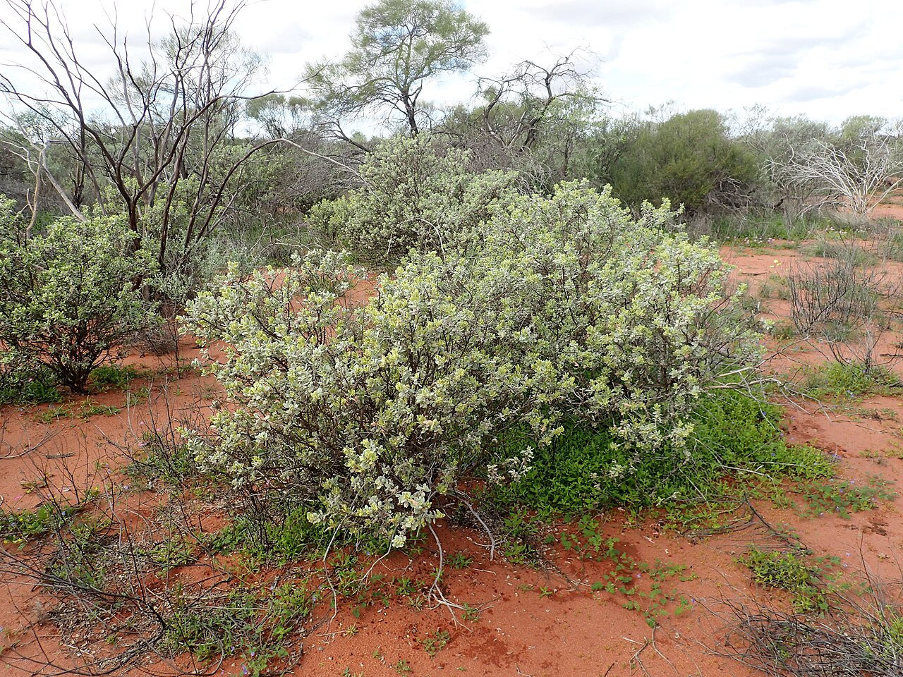 Eremophila forrestii: Comparison of Eremophila forrestii subspecies