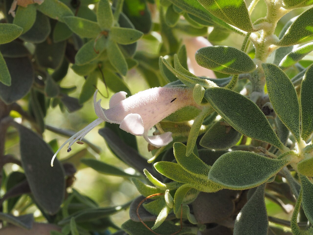 Eremophila forrestii: Comparison of Eremophila forrestii subspecies