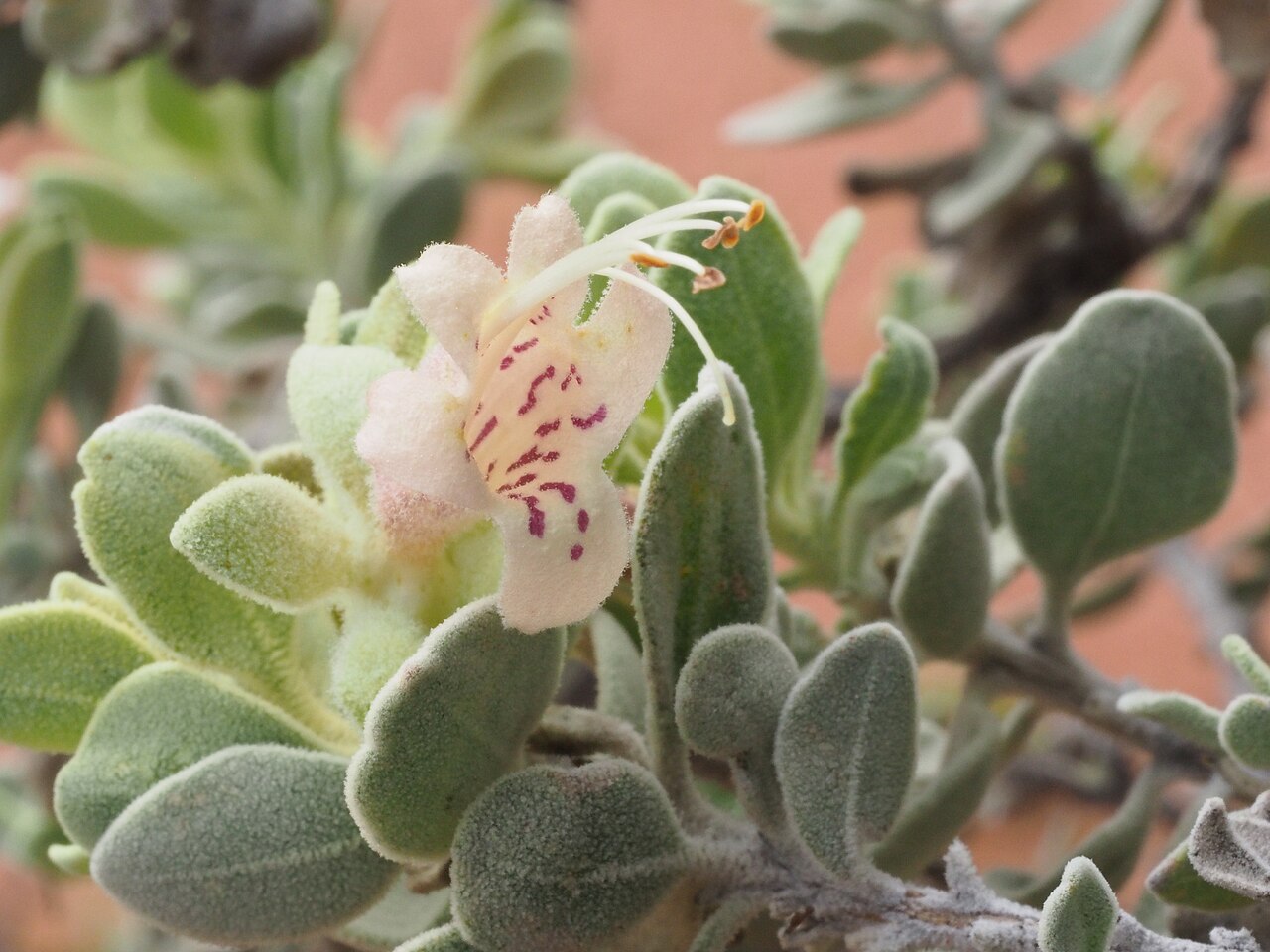 Eremophila forrestii: Comparison of Eremophila forrestii subspecies