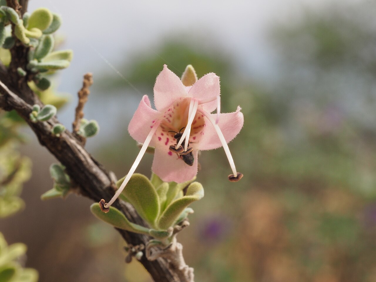 Eremophila forrestii: Comparison of Eremophila forrestii subspecies