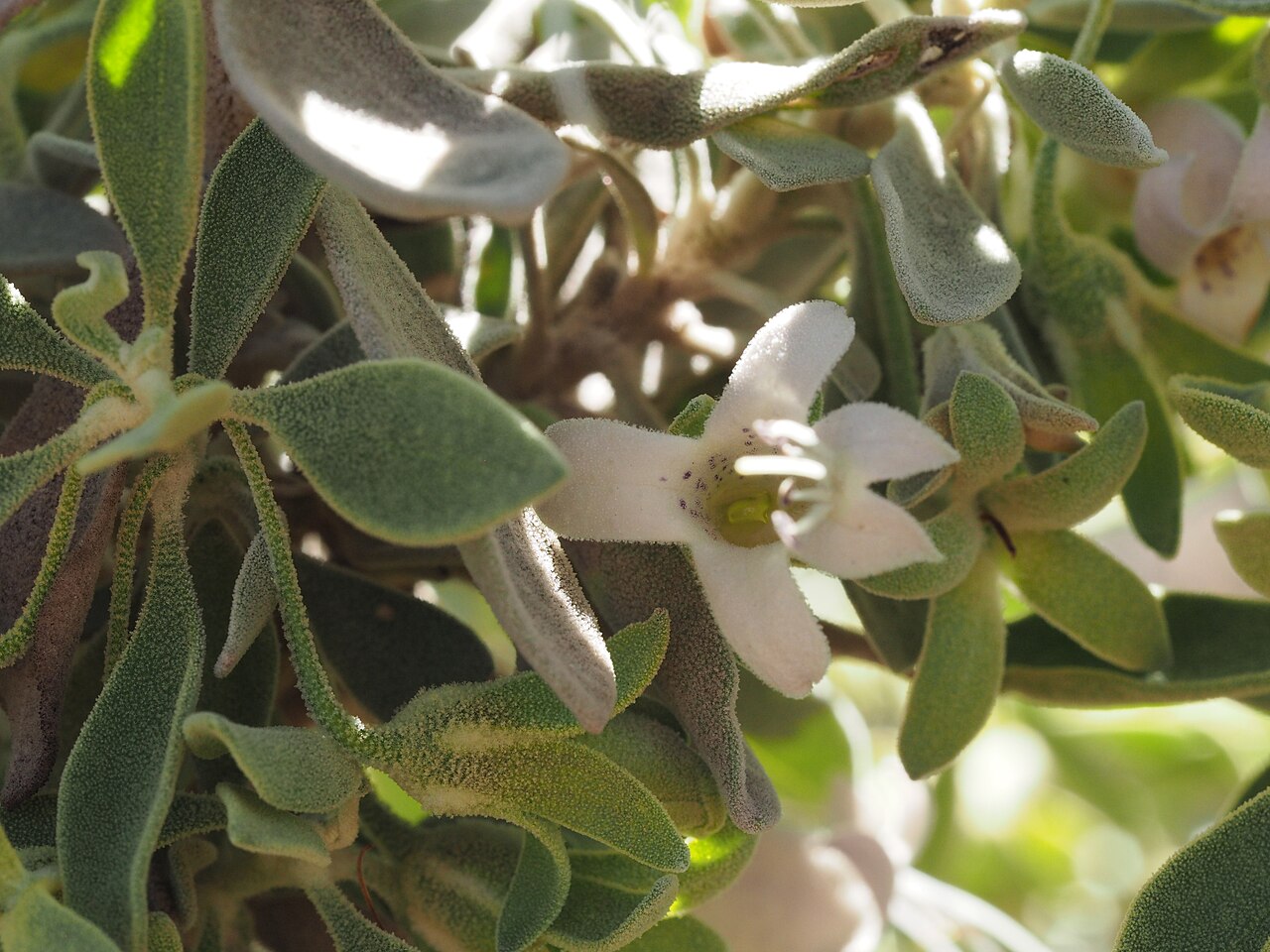 Eremophila forrestii: Comparison of Eremophila forrestii subspecies