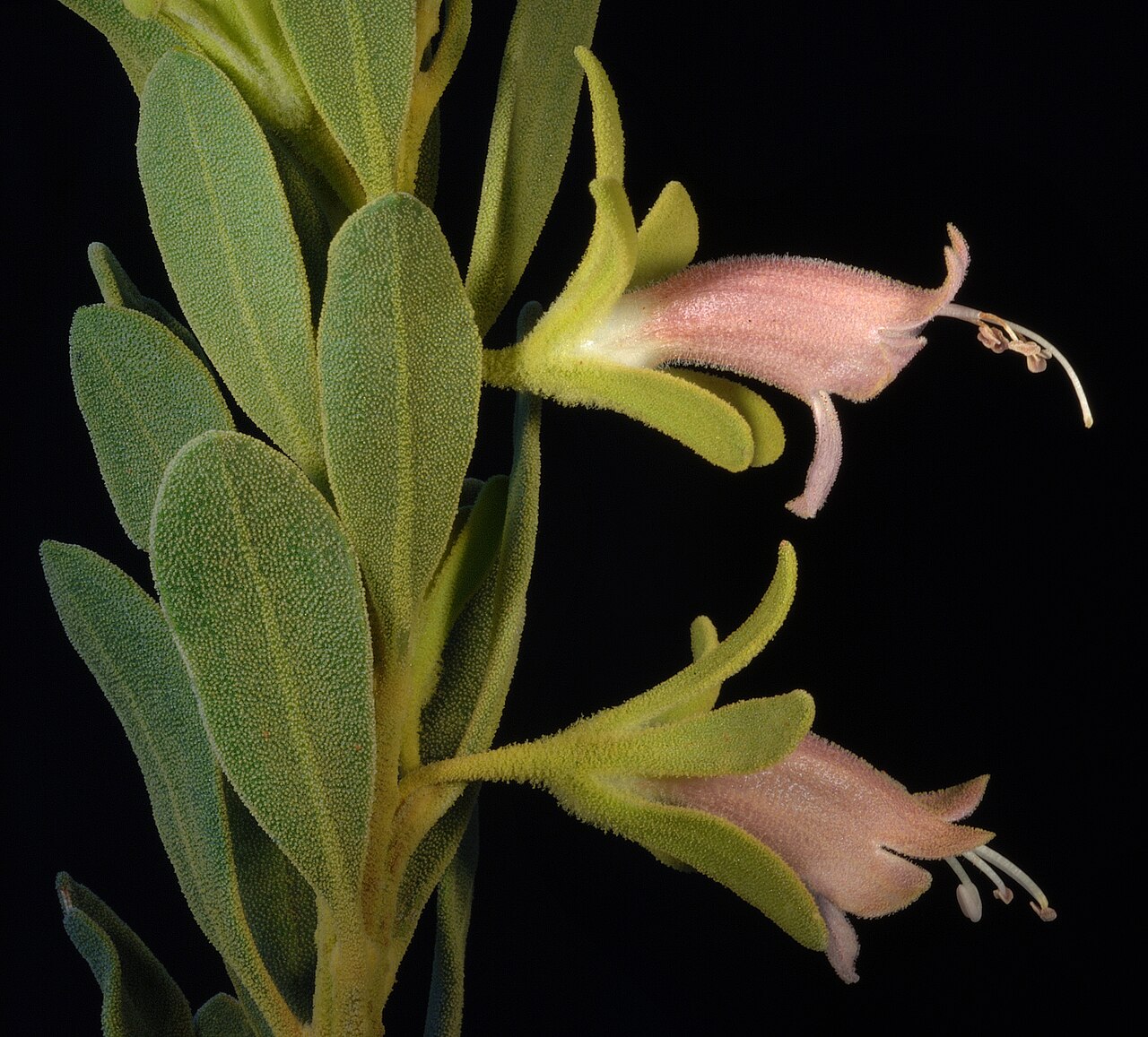 Eremophila forrestii: R Davis 11324
