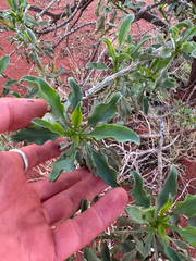Eremophila fraseri (Eremophila fraseri)