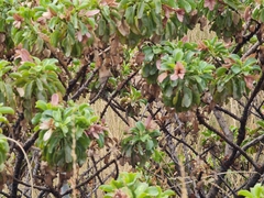 Eremophila fraseri (Eremophila fraseri)