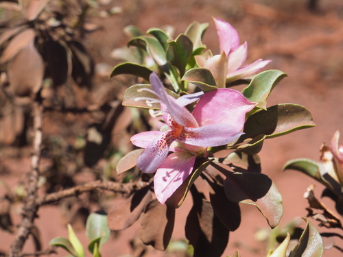 Eremophila fraseri (Eremophila fraseri)