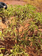 Eremophila fraseri (Eremophila fraseri)