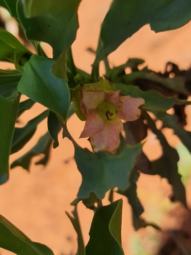 Eremophila fraseri (Eremophila fraseri)