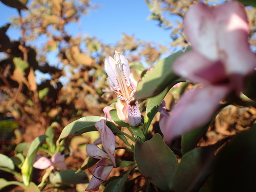 Eremophila fraseri (Eremophila fraseri)