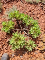 Eremophila fraseri (Eremophila fraseri)