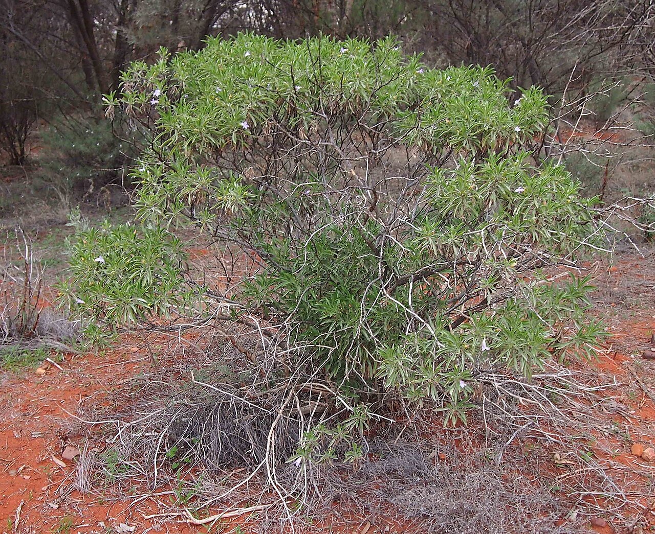 Eremophila freelingii: Eremophila freelingii