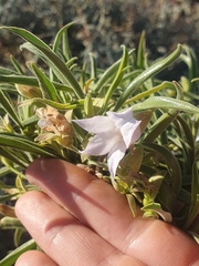 Eremophila freelingii (Eremophila freelingii)