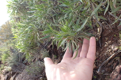 Eremophila freelingii (Eremophila freelingii)