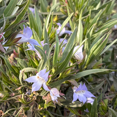 Eremophila freelingii (Eremophila freelingii)