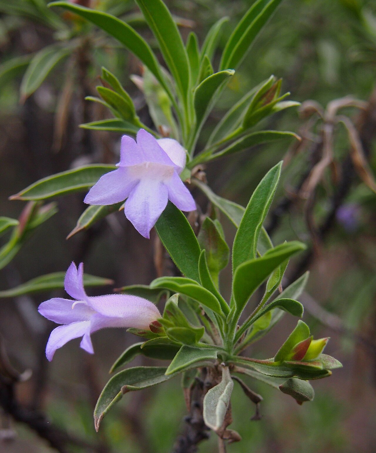Eremophila freelingii: Eremophila freelingii flowers
