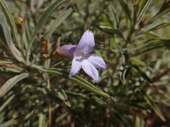 Eremophila freelingii (Eremophila freelingii)