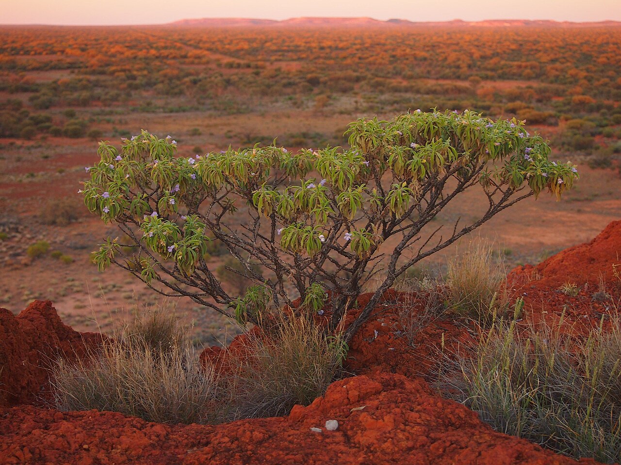 Eremophila freelingii: Eremophila gilesii hilltop