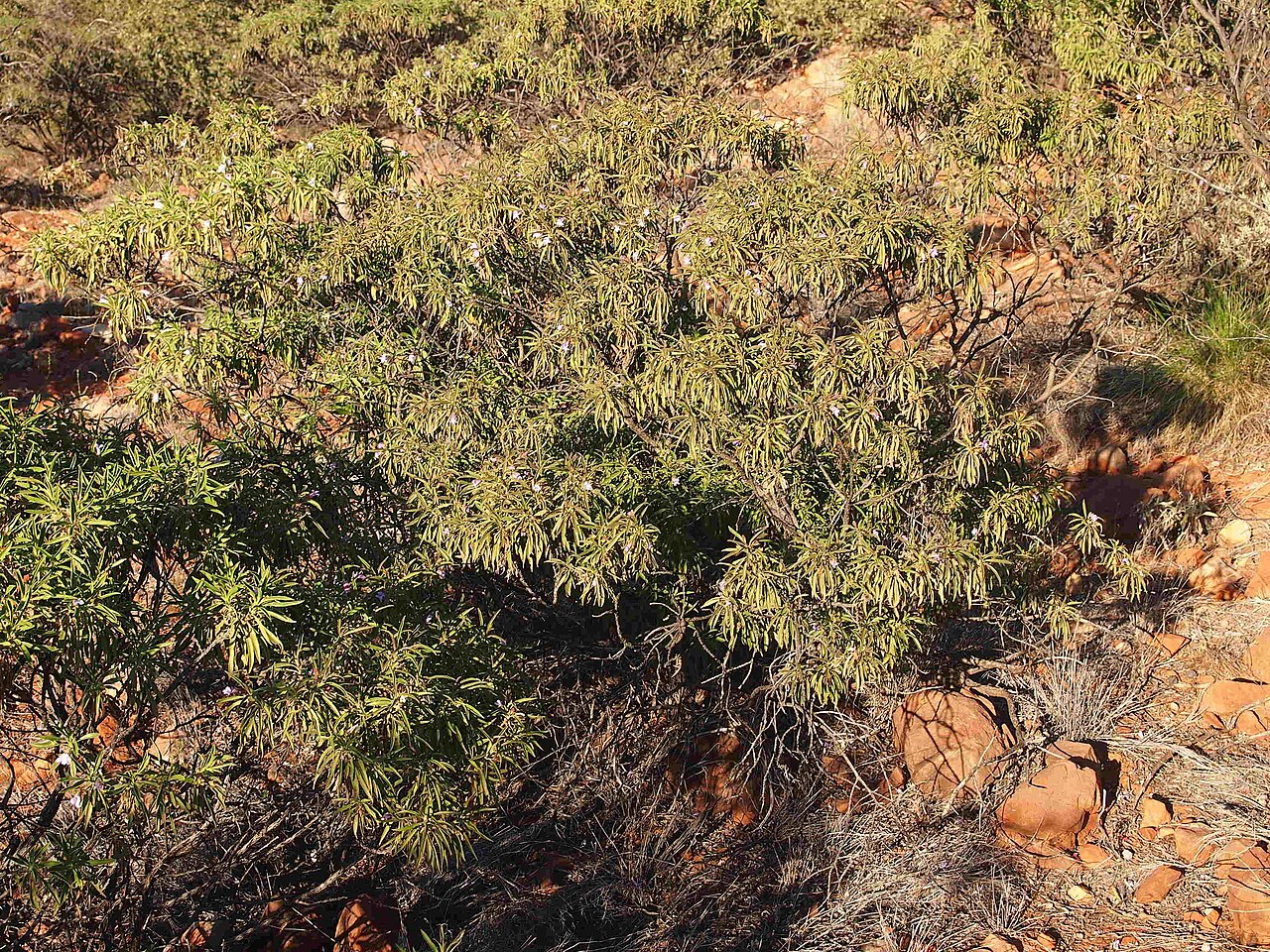 Eremophila freelingii: Eremophila freelingii