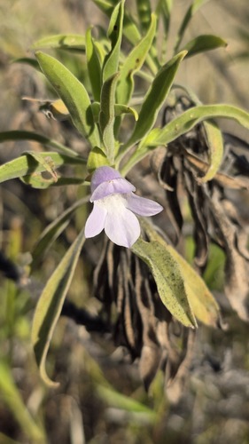 Eremophila freelingii (Eremophila freelingii)