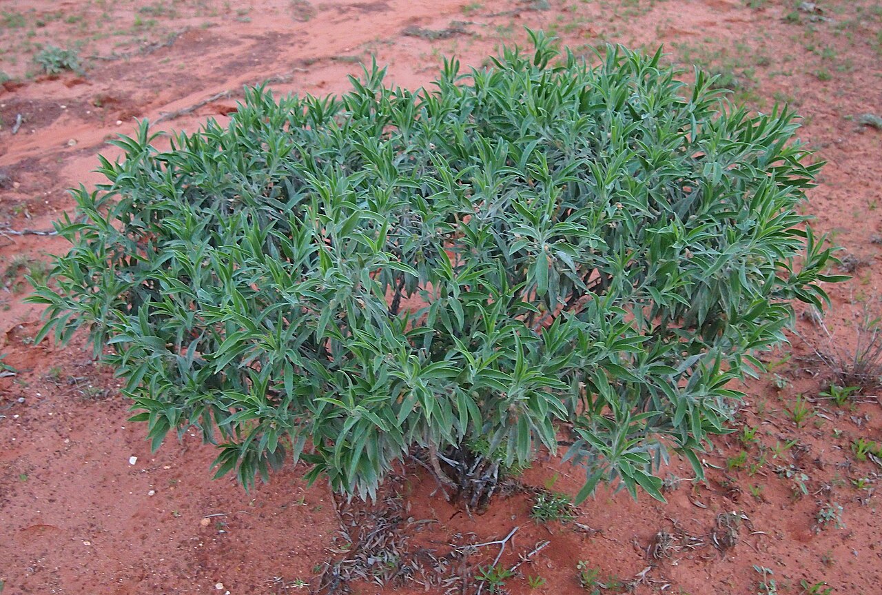 Eremophila freelingii: Eremophila freelingii habit