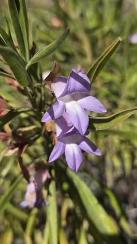 Eremophila freelingii (Eremophila freelingii)