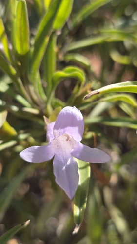 Eremophila freelingii (Eremophila freelingii)