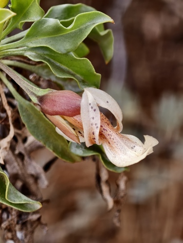 Eremophila galeata (Eremophila galeata)