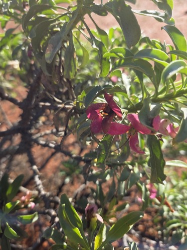 Eremophila galeata (Eremophila galeata)