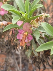 Eremophila galeata (Eremophila galeata)