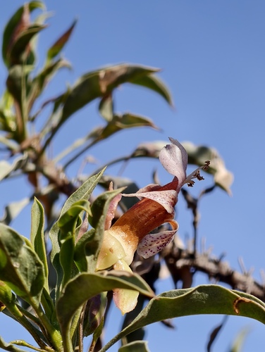 Eremophila galeata (Eremophila galeata)