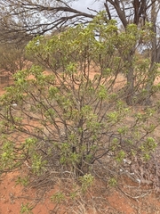 Eremophila galeata (Eremophila galeata)