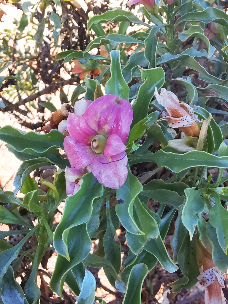 Eremophila galeata (Eremophila galeata)