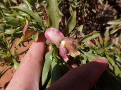 Eremophila galeata (Eremophila galeata)
