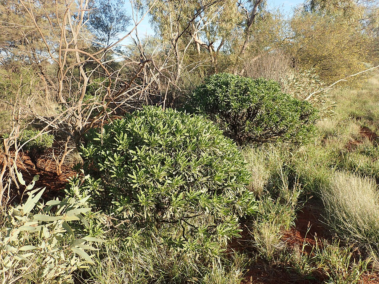 Eremophila galeata: Eremophila galeata growing about 27km south of Newman